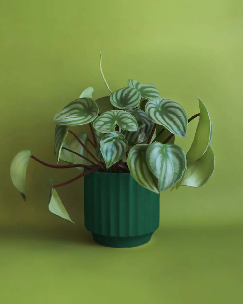 Jungle Club Monroe Planter - Rainforest^ Home + Décor
